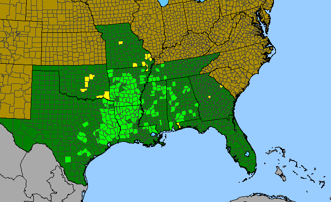 The range of Houstonia micrantha